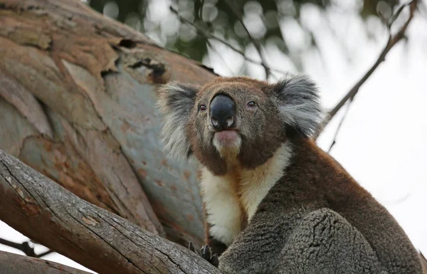Retrato Koala Rio Kennett Victoria Austrália — Fotografia de Stock