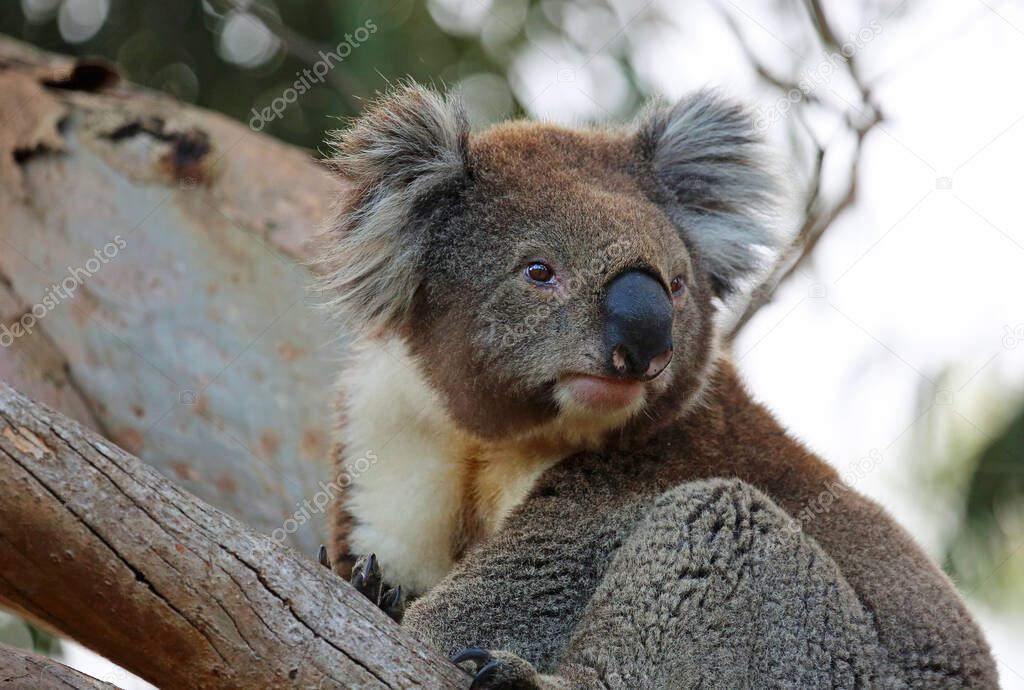 Koala close up - Kennett River, Victoria, Australia