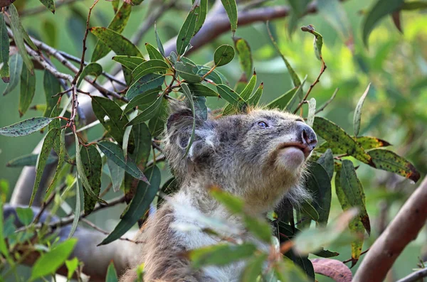 Koala Grün Kennett River Victoria Australien — Stockfoto