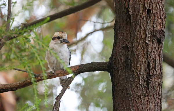 笑Kookaburra Branch Kennett River Victoria Australia — 图库照片