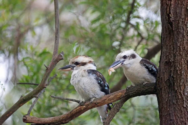 Par Kookaburra Kennett River Victoria Australien — Stockfoto