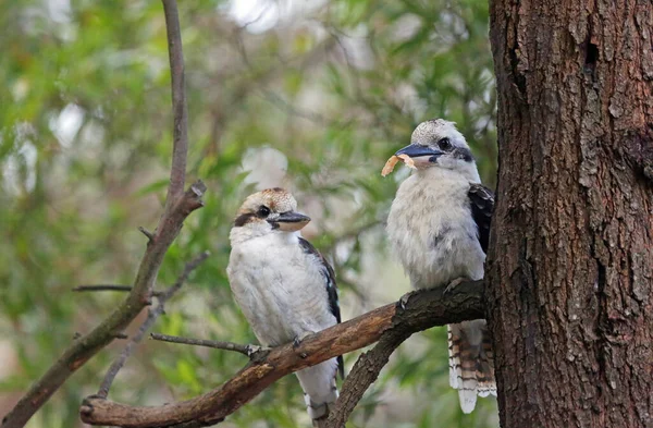 Två Skrattande Kookaburra Kennett River Victoria Australien — Stockfoto