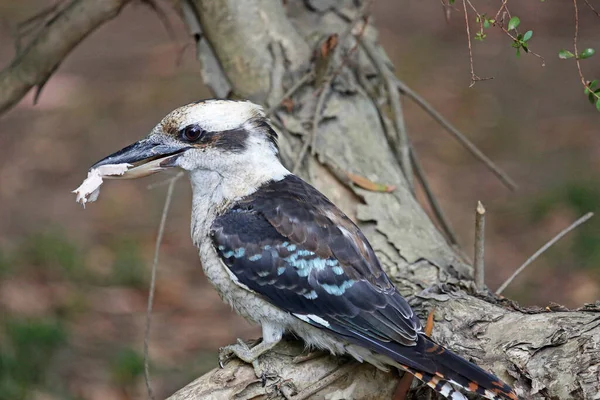 Πουλί Kookaburra Kennett River Victoria Αυστραλία — Φωτογραφία Αρχείου