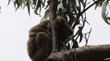 Koala okaliptüs ağacında uyuyor - Kennett Nehri, Victoria, Avustralya