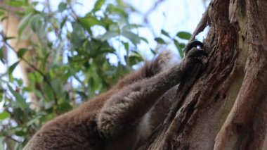 Koalas pençeleri - Kennett Nehri, Victoria, Avustralya