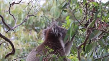 Koala okaliptüs yiyor - Kennett Nehri, Victoria, Avustralya