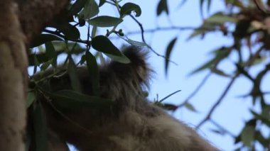 Aç Koala - Kennett Nehri, Victoria, Avustralya