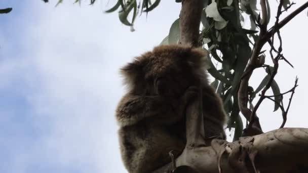 Koala Okaliptüs Ağacında Uyuyor Kennett Nehri Victoria Avustralya — Stok video