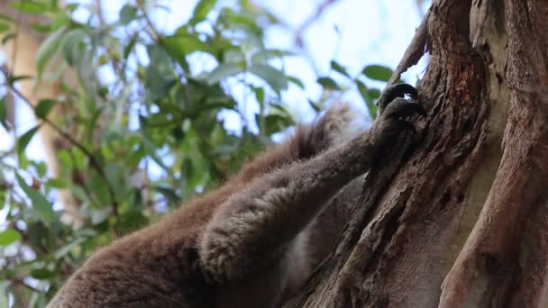 Gheare Koalas Kennett River Victoria Australia — Videoclip de stoc