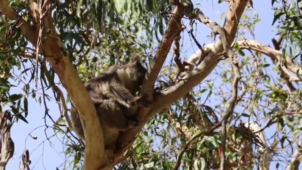 Koala Eucalipto Rio Kennett Victoria Austrália — Vídeo de Stock