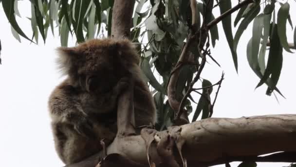 Koala Dormindo Kennett River Victoria Austrália — Vídeo de Stock