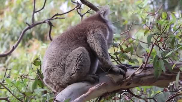 Koala Ramo Comer Kennett River Victoria Austrália — Vídeo de Stock