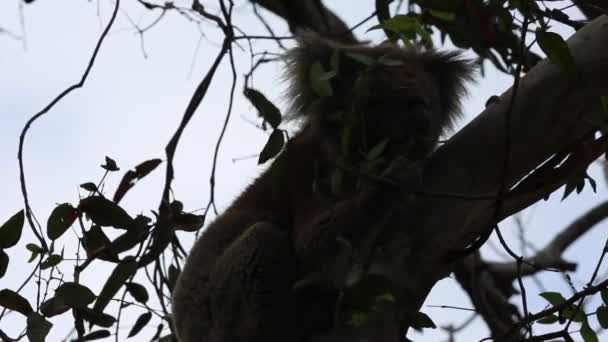 Comida Koala Río Kennett Victoria Australia — Vídeos de Stock