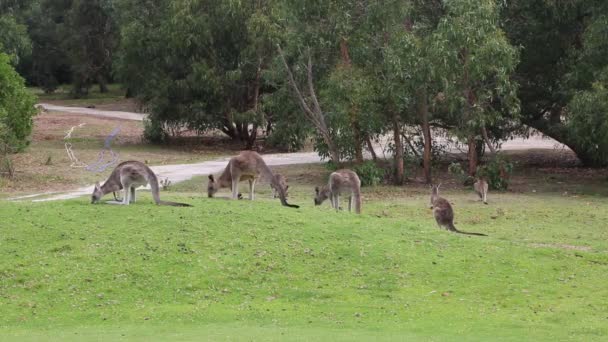 Grupo Pastoreo Canguro Victoria Australia — Vídeos de Stock