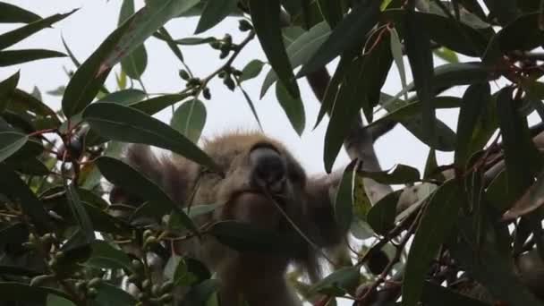 Lindo Comer Koala Kennett River Victoria Australia — Vídeos de Stock