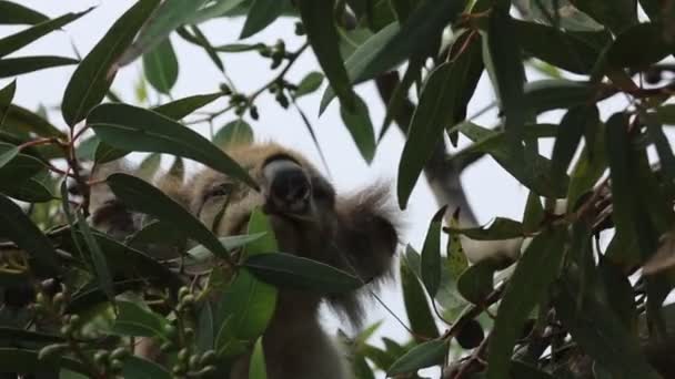 Portret Eating Koala Kennett River Victoria Australia — Wideo stockowe