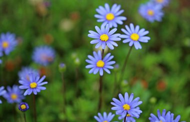 Felicia Daisy - Ashcombe Maze ve Lavanta Bahçeleri, Victoria, Avustralya