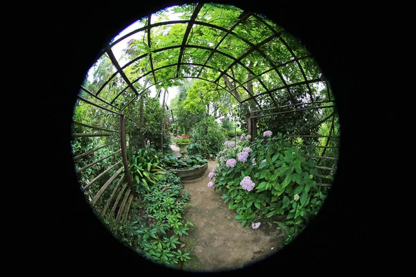 Fisheye View Garden Ashcombe Maze Lavender Gardens Shoreham Victoria Australia — стокове фото