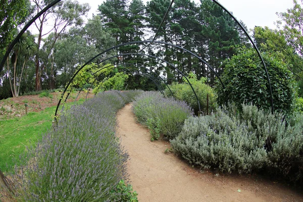 Caminho Lavanda Ashcombe Maze Lavender Gardens Shoreham Victoria Austrália — Fotografia de Stock