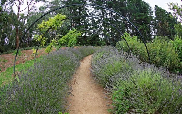 Прогулка Между Лавандой Ashcombe Maze Lavender Gardens Shoreham Victoria Австралия — стоковое фото