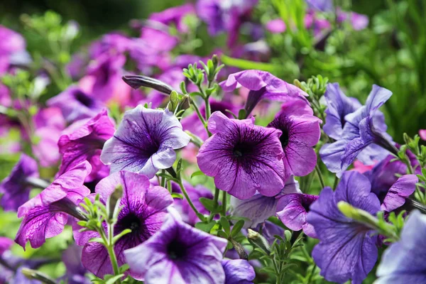 Petunias Garden Victoria Australia — Stock Photo, Image