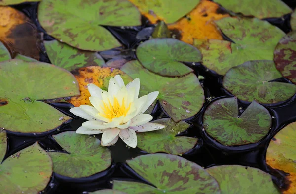 Water lily - The Ashcombe Maze and Lavender Gardens, Victoria, Australia