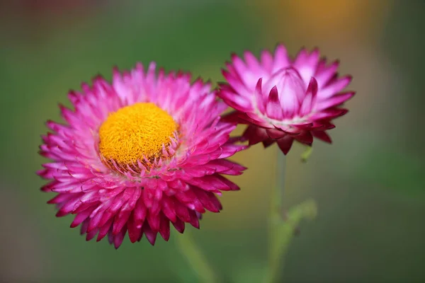 Fiore Margherita Carta Rosa Ashcombe Maze Lavender Gardens Victoria Australia — Foto Stock