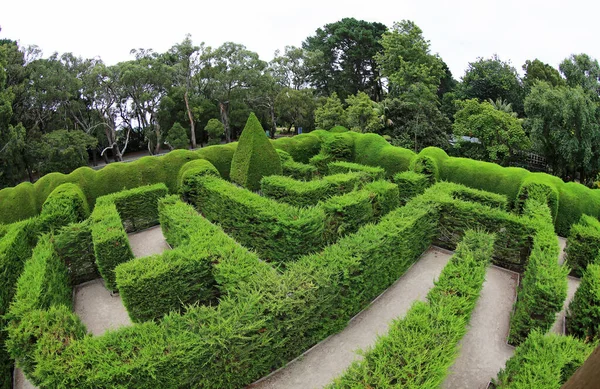 Ashcombe Maze Lavender Gardens Victoria Ausztrália — Stock Fotó