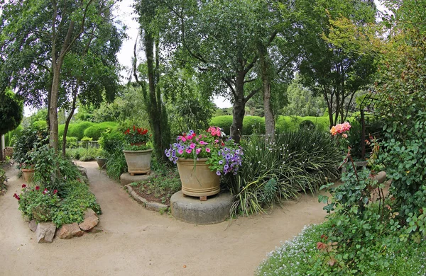 Entrando Labirinto Ashcombe Jardins Lavanda Victoria Austrália — Fotografia de Stock