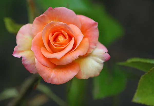 Πορτοκαλί Τριαντάφυλλο Στον Κήπο — Φωτογραφία Αρχείου