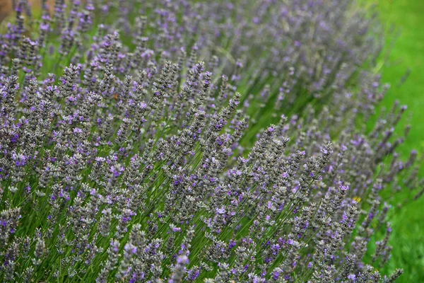 Lavendel Garten — Stockfoto