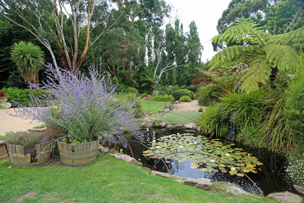 Сцена Лавандой Прудом Ashcombe Maze Lavender Gardens Виктория Австралия — стоковое фото