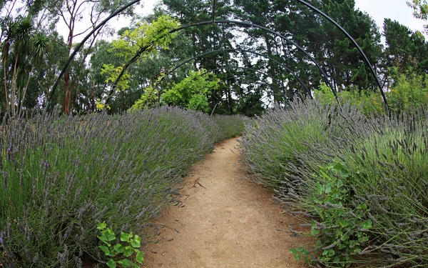 Лавандовая Аллея Ashcombe Maze Lavender Gardens Victoria Австралия — стоковое фото