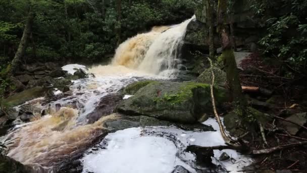Elakala Falls Västra Virginia — Stockvideo