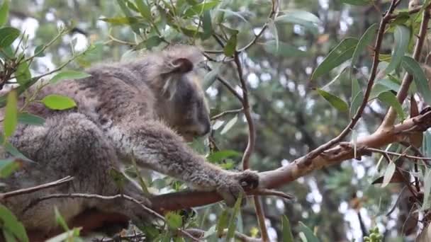 Koala Kennett Nehri Victoria Avustralya — Stok video