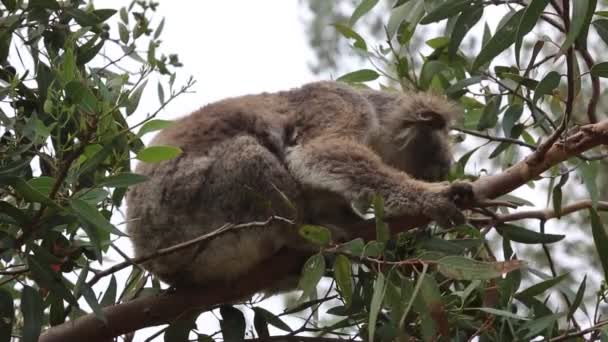 Koala Branch Eating Kennett River Victoria Αυστραλία — Αρχείο Βίντεο