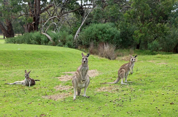 Tres Canguro Victoria Australia — Foto de Stock