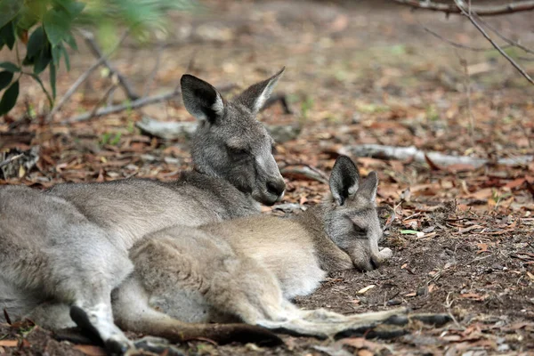 Canguro Madre Hijo Victoria Australia — Foto de Stock