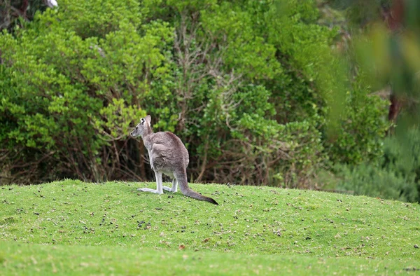 Graues Känguru Victoria Australien — Stockfoto