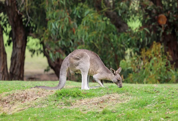 Pâturage Kangourous Gris Victoria Australie — Photo