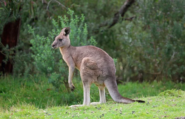 Silueta Canguro Victoria Australia — Foto de Stock