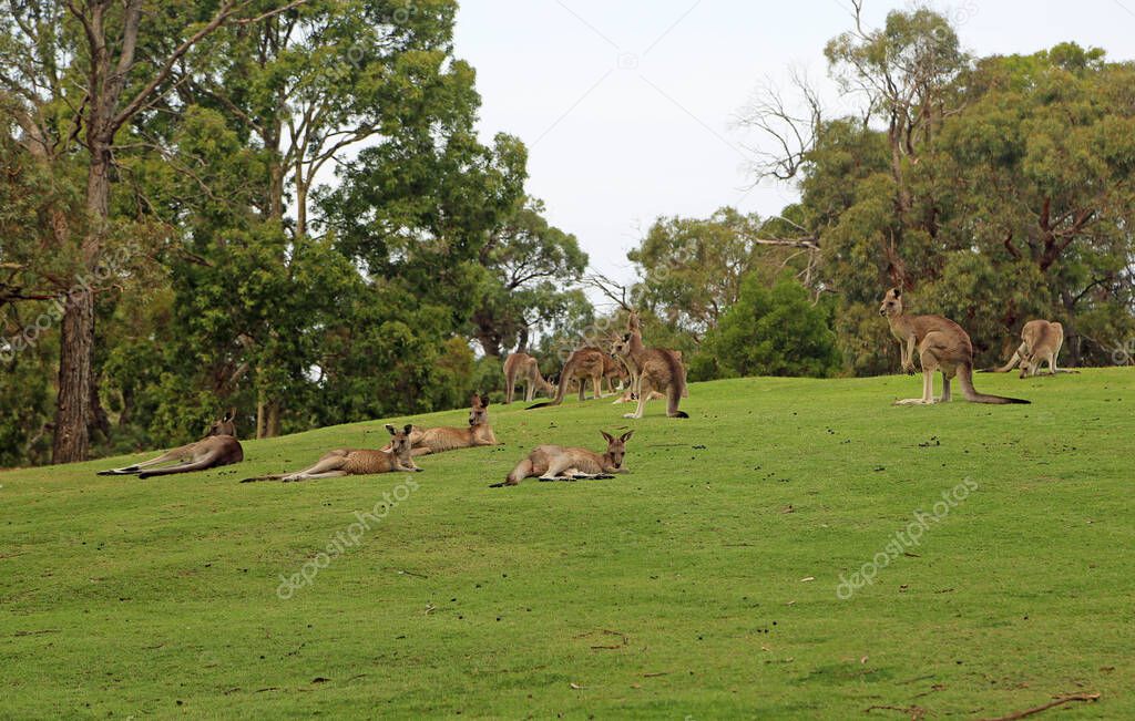 Kangaroo mob resting - Victoria, Australia