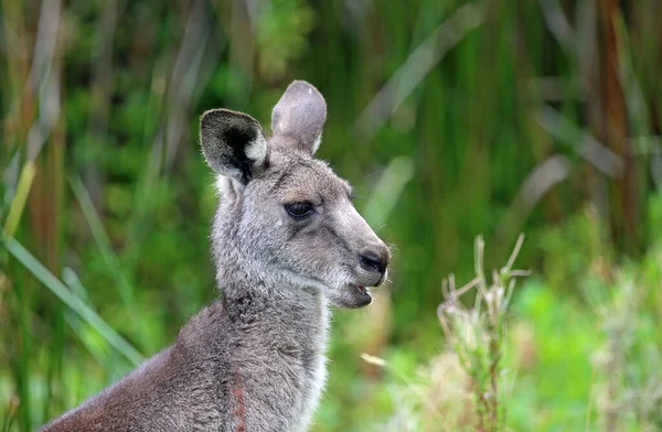 Kangur Profilu Victoria Australia — Zdjęcie stockowe