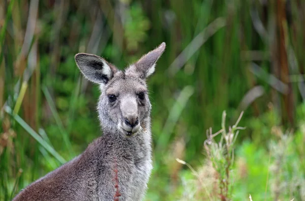 Kangaroo Porträtt Victoria Australien — Stockfoto