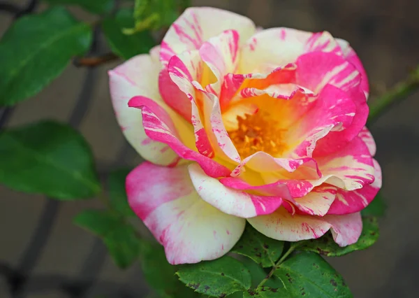 Striped Rose Victoria Australia — Stock Photo, Image