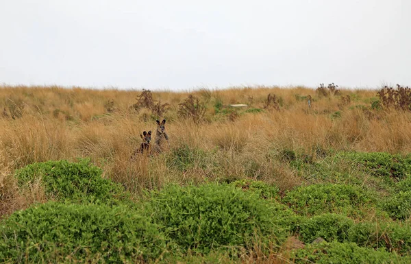 Dva Wallabies Schovávat Trávě Phillip Island Victoria Austrálie — Stock fotografie