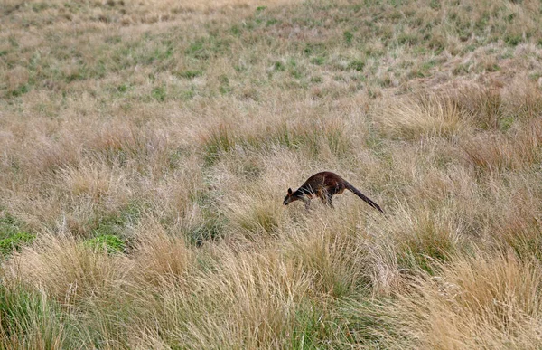 Wallaby Jumping Grass Phillip Island Victoria Australia — Stock Photo, Image