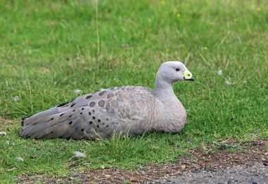 Cape Barren Goose otların üzerinde dinleniyor - Phillip Adası, Victoria, Avustralya
