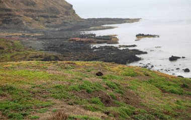Tepedeki Echidna - Phillip Adası, Victoria, Avustralya