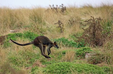Ağzı çimen kokan valbi Phillip Adası, Victoria, Avustralya